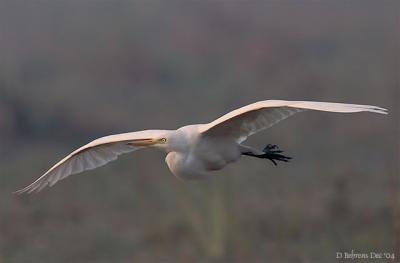 Intermediate Egret on low approach.jpg
