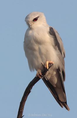 Black-shouldered Kite.jpg