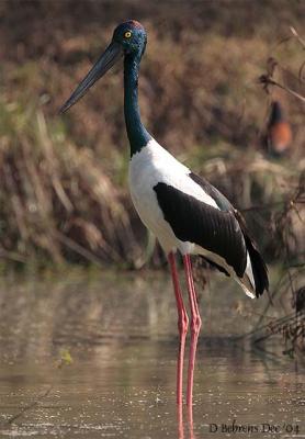 Black_necked Stork.jpg