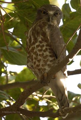 Brown Hawk Owl.jpg