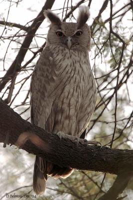 Dusky Eagle Owl.jpg