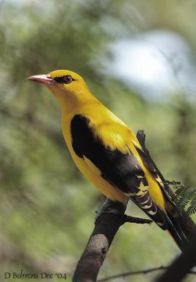 Eurasian Golden Oriole.jpg