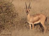 Indian Gazelle buck.jpg