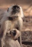 Hanuman Langur and baby.jpg