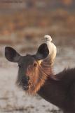 Egret and Sambar.jpg