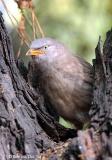 Jungle Babbler.jpg