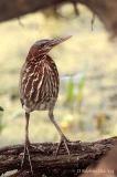 Black Bittern Juvenile.jpg