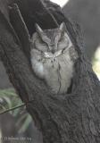 Eurasian Scops Owl.jpg