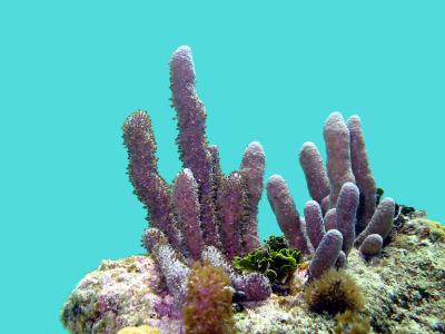 Shot In Stingray City Cayman