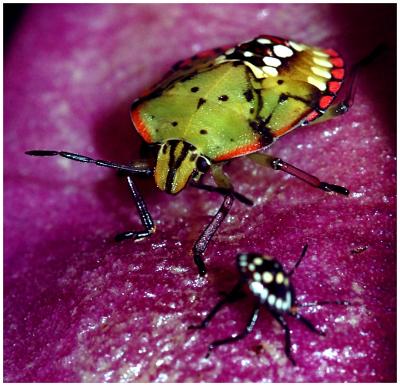 u15/dcappello/medium/5996997.bugs2.jpg