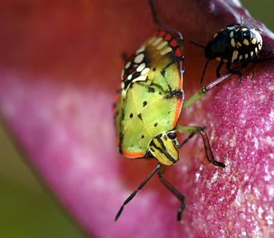 u15/dcappello/medium/5997032.bugs.jpg