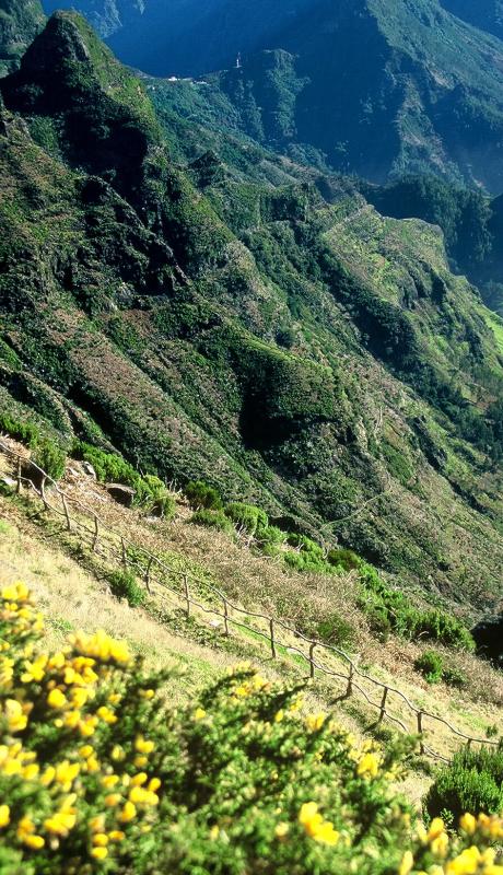 Ile de Madère - Paysage de la montagne avec des ajoncs