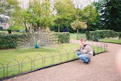 Clint exciting a peacock at Warwick Castle, Warwickshire