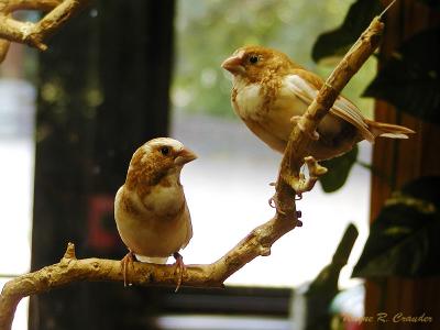 Spotted Finches.jpg