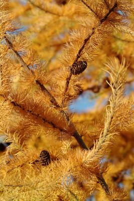 DSCF7025.jpg deciduous conifer