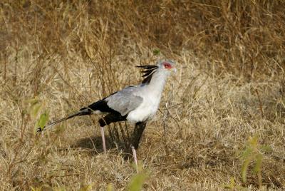 Secretary bird