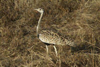 u15/deseml/medium/7702124.05BlackbelliedBustard5389.jpg