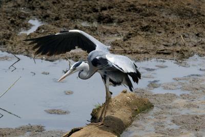 Grey Heron