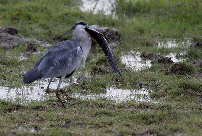 Grey heron and lunch