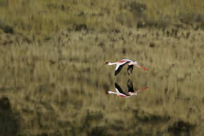 Greater flamingo flying