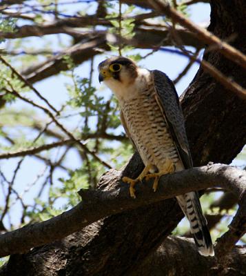 Red-necked falcon
