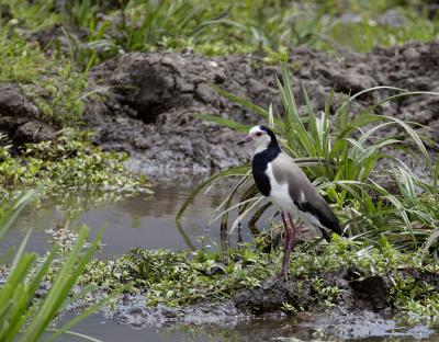 Long-toed plover