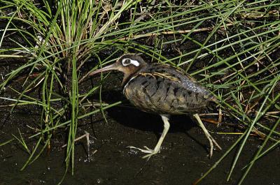 Plover, ibis, snipe, pratincol