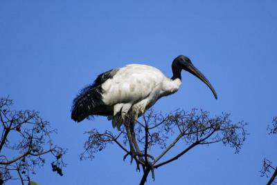 Sacred Ibis