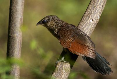 White-browed coucal