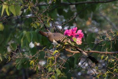 u15/deseml/medium/7732640.04Whitebelliedgoawaybird3658.jpg