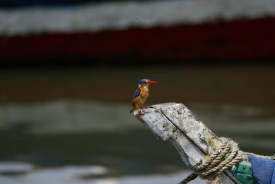 Malachite Kingfisher