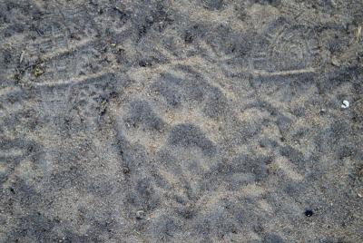 Lion footprint (upper right is Marsha's shoeprint)