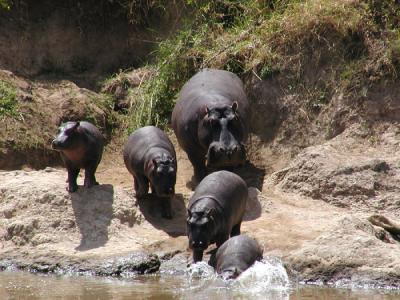 All sizes of hippos