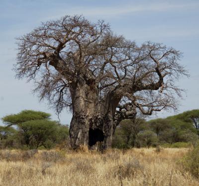 Baobob tree