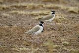 Black-headed plover