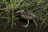 Greater painted-snipe
