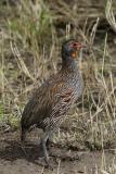 Grey-breasted Spurfowl