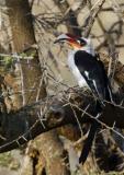 Von der deckens hornbill