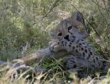 The cheetah cub lost interest and decided to gnaw on a branch