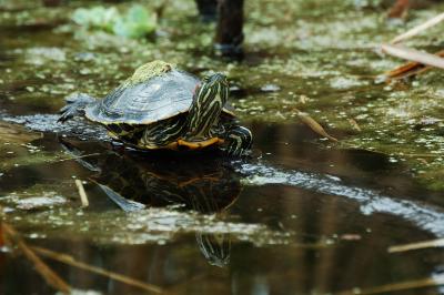 Red eared Slider.jpg