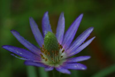 Ten-petal Anemone.jpg