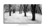 Infrared Oak Forest