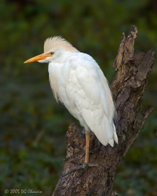 Cattle Egret