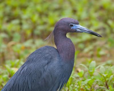 Little Blue Heron