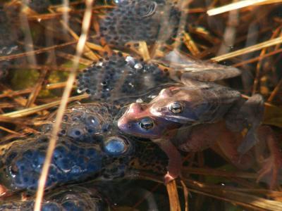 Coupled Wood Frogs and egg masses