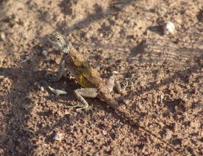 Namibia 0060s.jpg