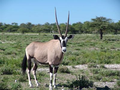 Namibia 185s.jpg