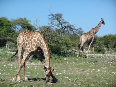 Namibia 192s.jpg
