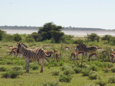 Namibia 207s.jpg