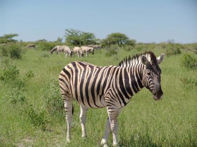Namibia 212s.jpg